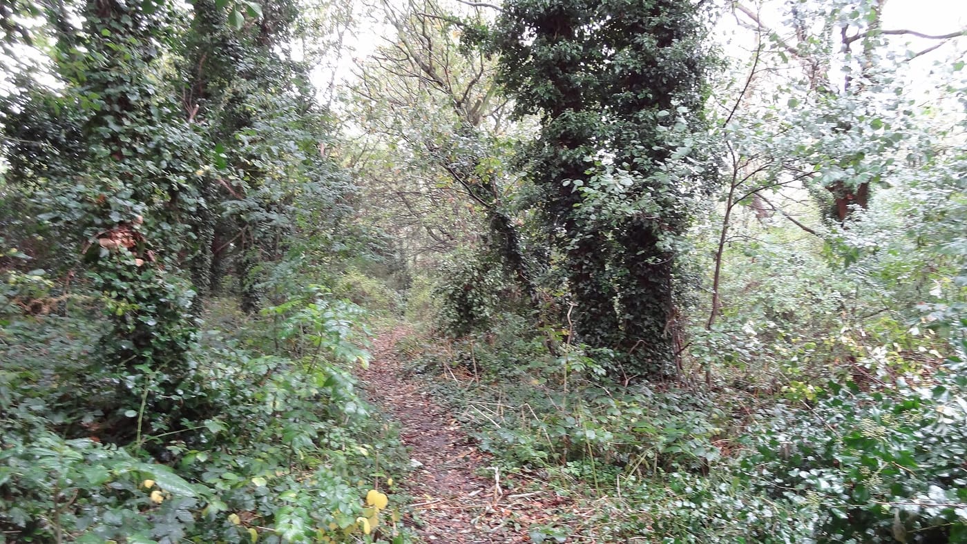 The Chase Nature Reserve — The Chase Nature Reserve, Havering
