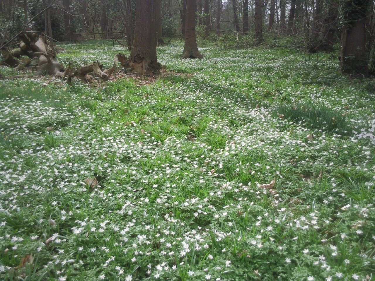 Lesnes Abbey Woods — Wood anemones in Lesnes Abbey Woods