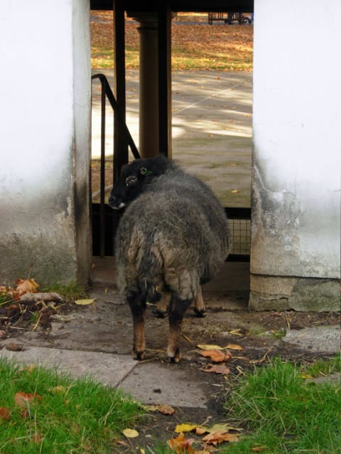 Coram's Fields — Sheep at Coram 's Fields