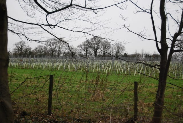 Forty Hall & Estate — New plantings, Forty Hall Estate