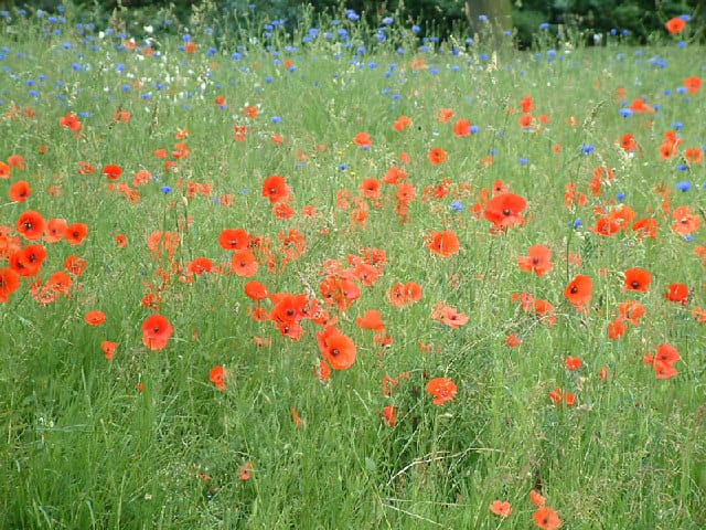 Jubilee Park — Papaver rhoeas and cornflowers in Jubilee Park