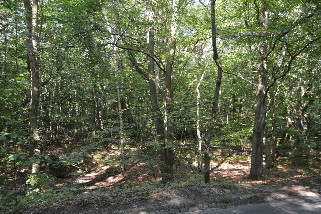 Stanmore Common — Stanmore Common