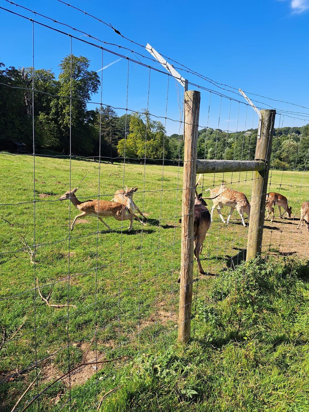 Bedfords Park & Red Deer Herd — Bedfords Park Deer Enclosure