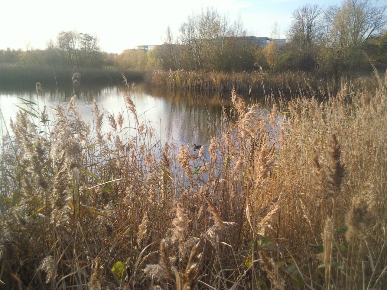 Bedfont Lakes Country Park — Bedfont Lakes Country Park