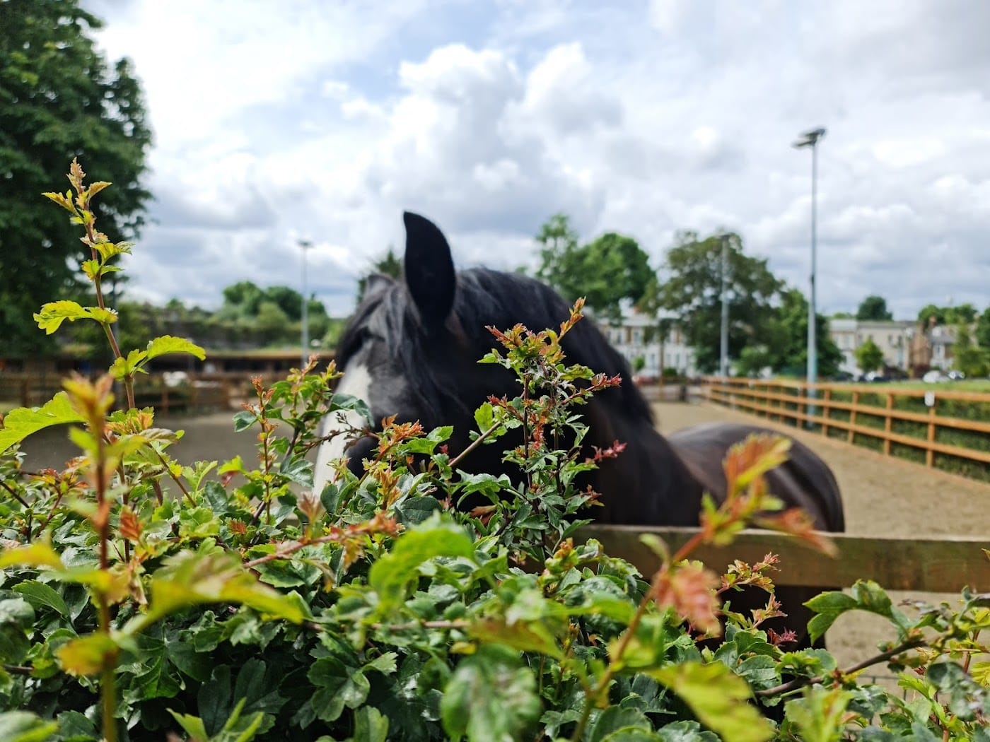 Ebony Horse Club — Ebony Horse Club