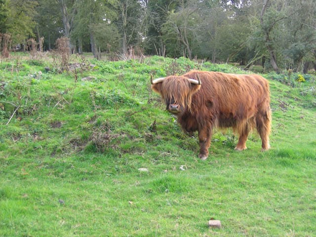 Foxburrows Farm — Highland cow at Foxburrows Farm