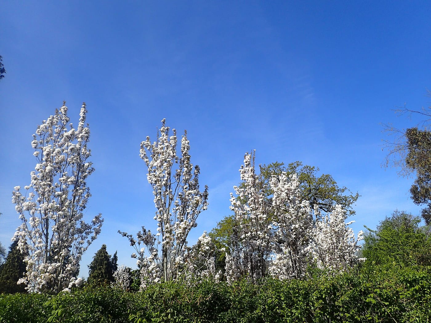 Kew Gardens Children's Garden — Blossom in the Children's Garden, Kew Gardens