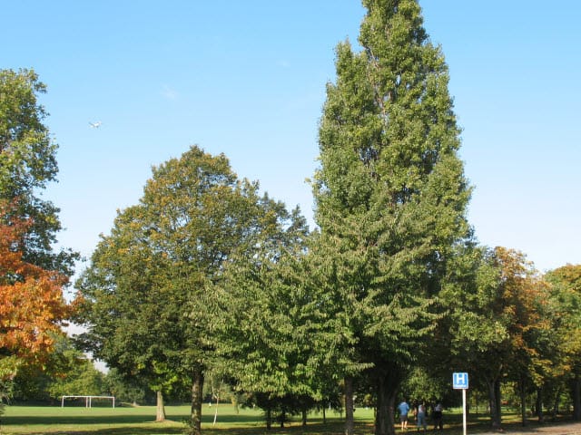 Wandsworth Common — Wandsworth Common